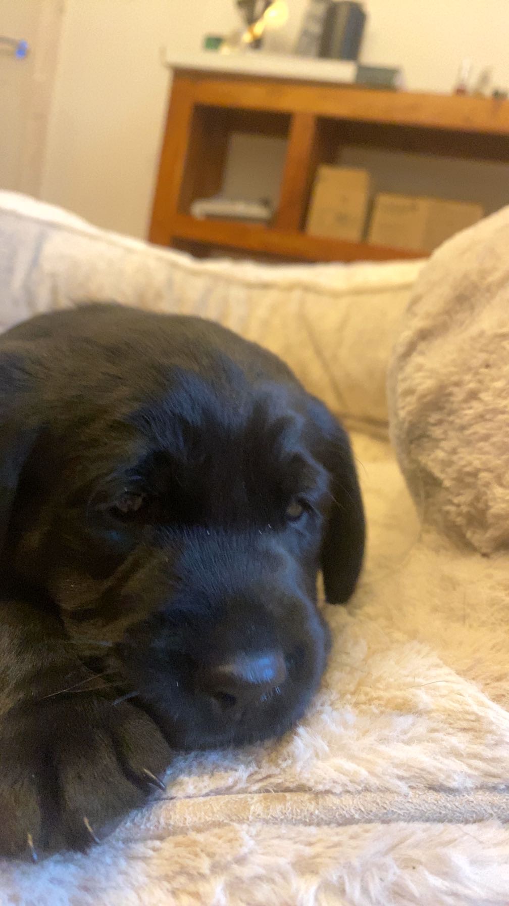 Black Labrador Retriever Puppies