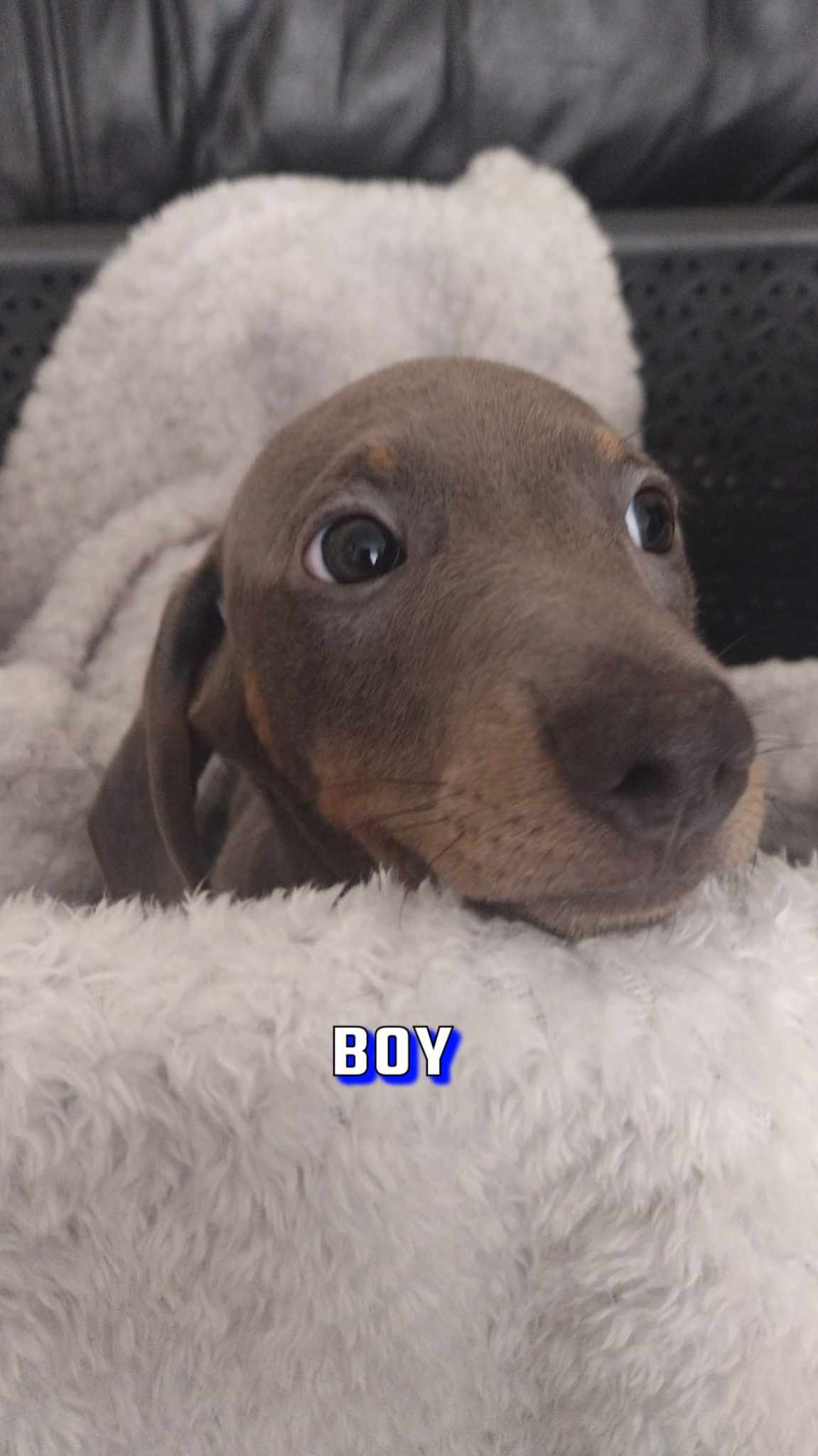 Kc miniature dachshund puppies for sale