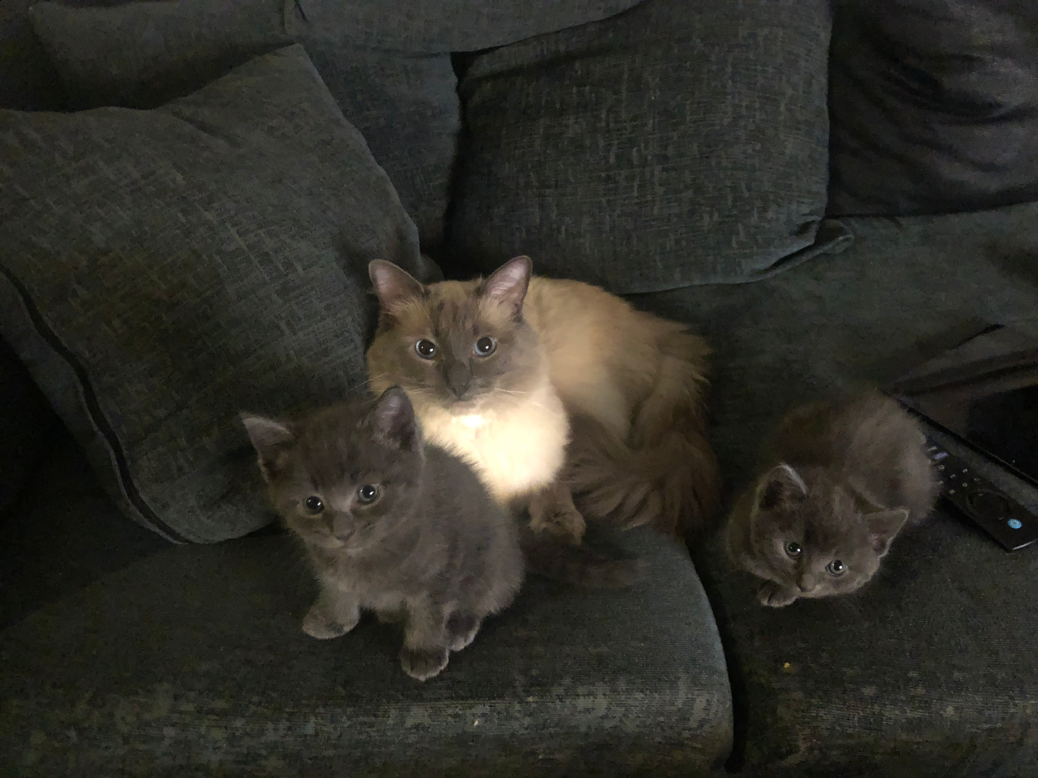 Ragdoll x Russian blue 