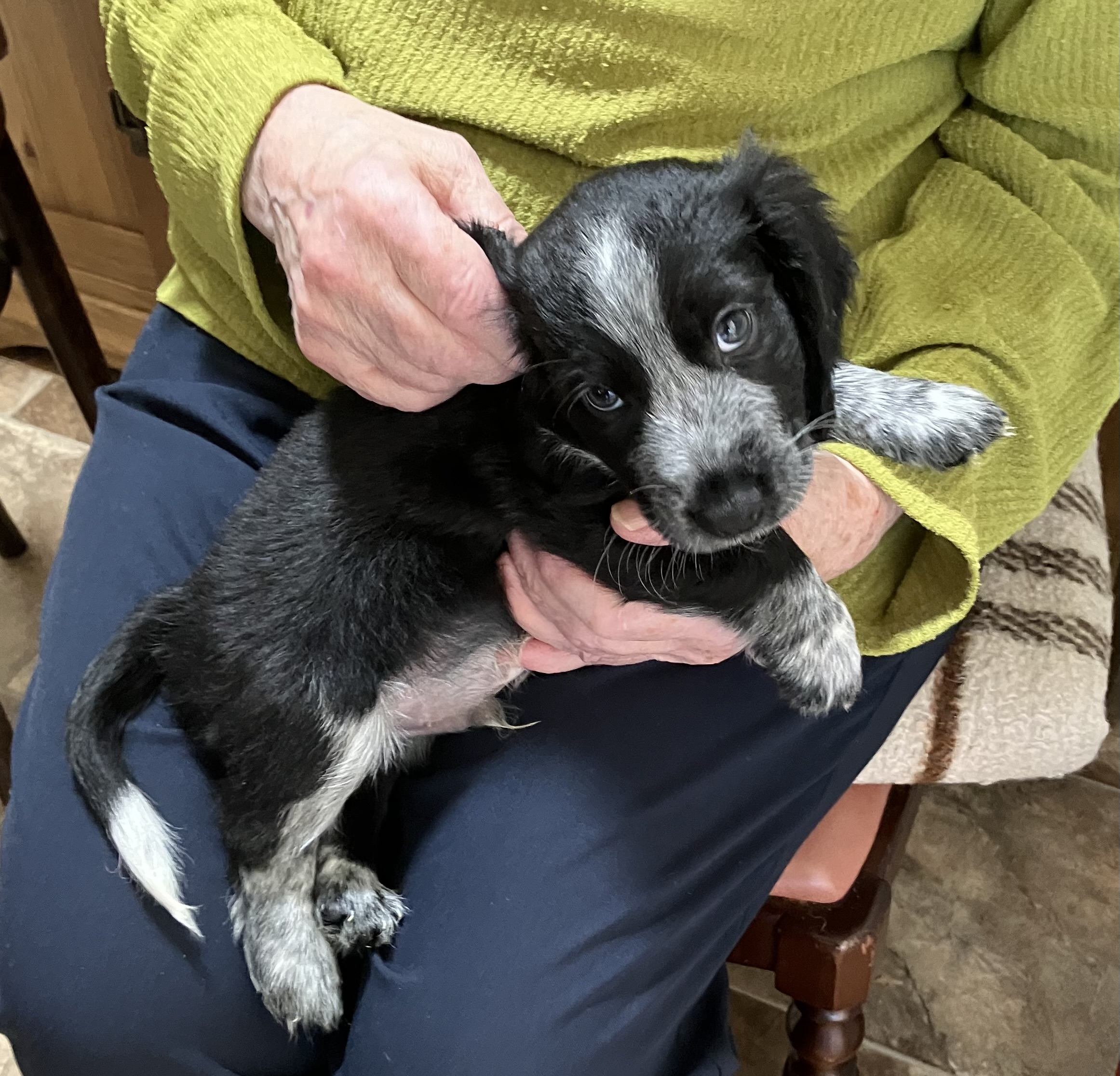  Wire Haired Dachshund/ Cocker Spaniel