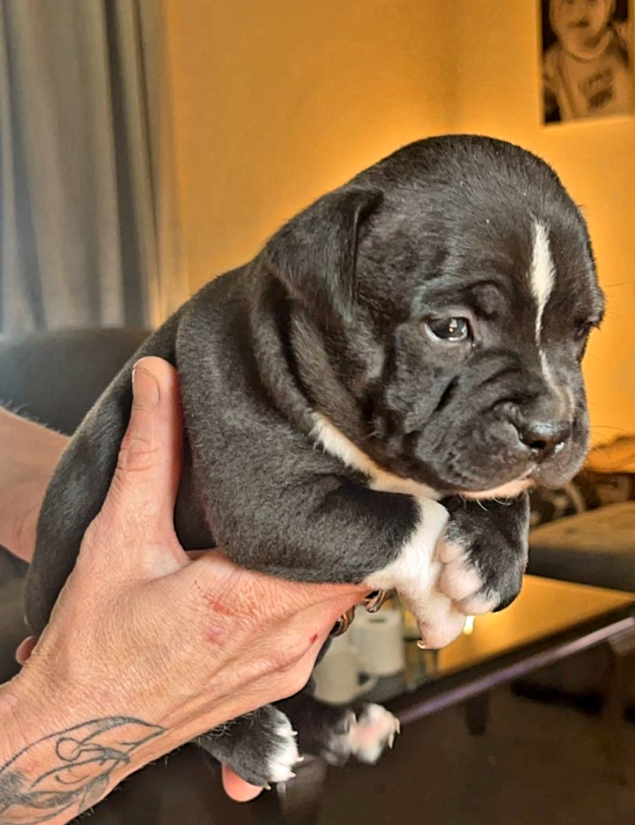 Staffordshire bull terrier puppies 