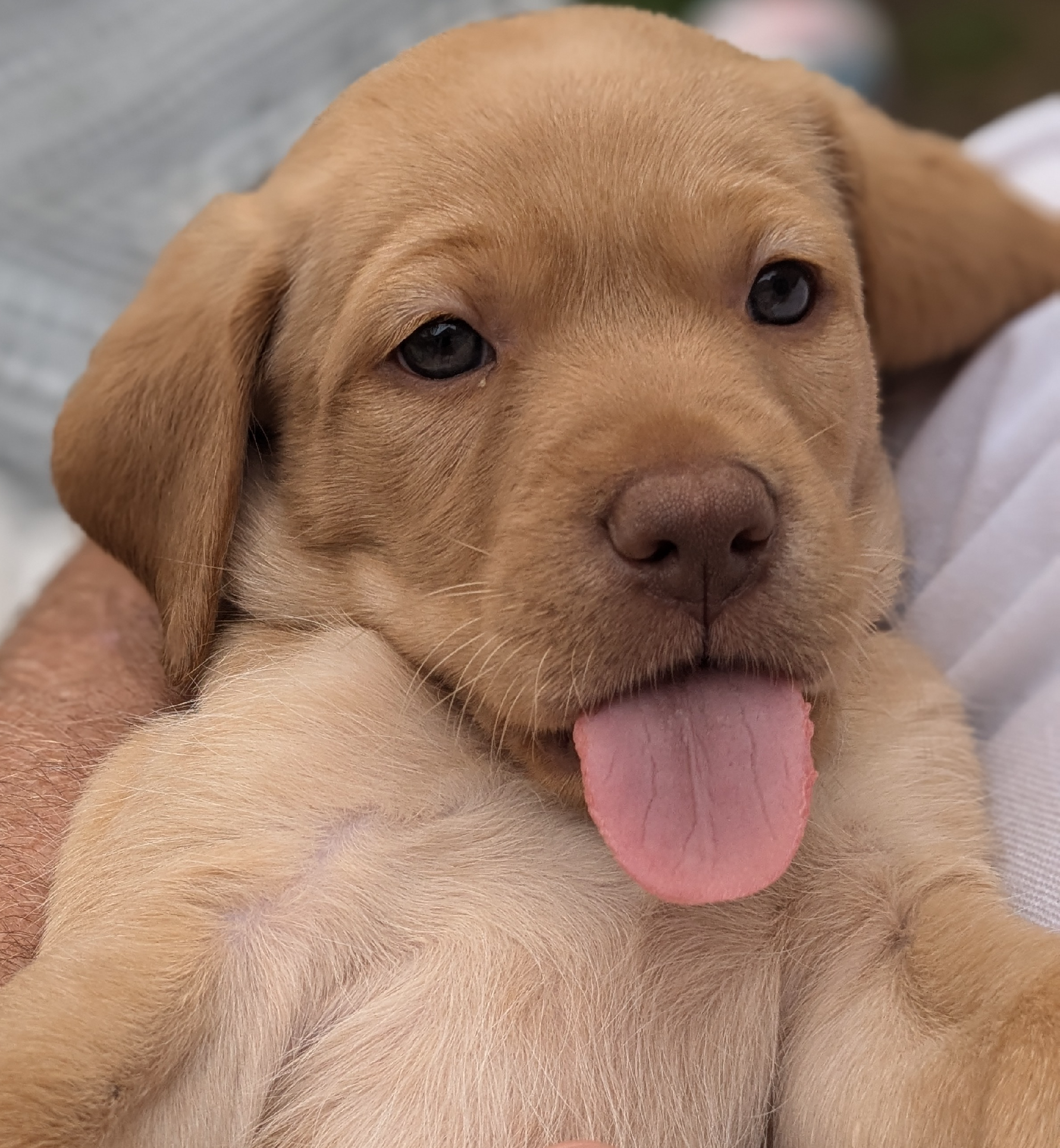 Beautiful Labrador pups 