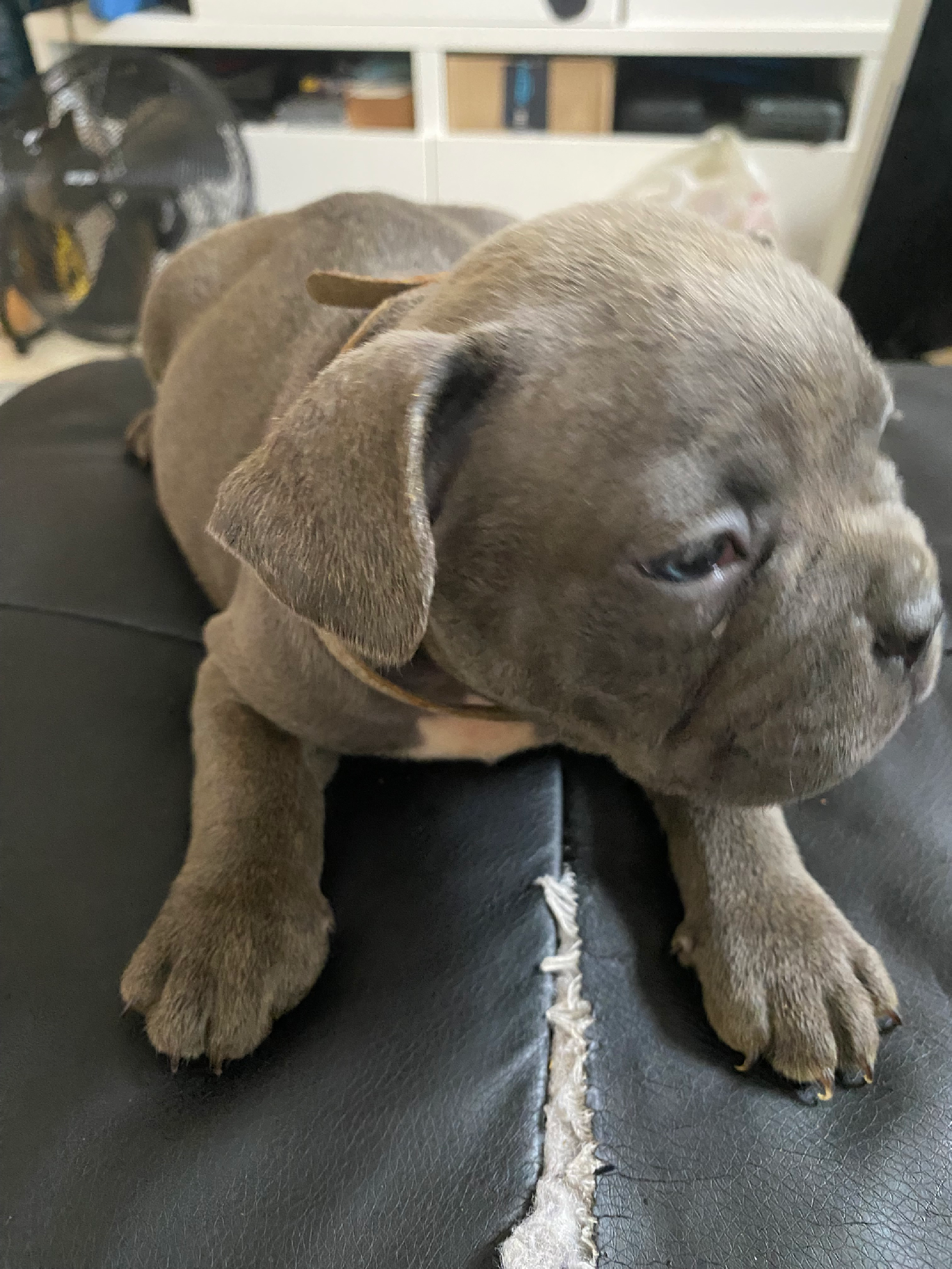 French bulldog puppies 