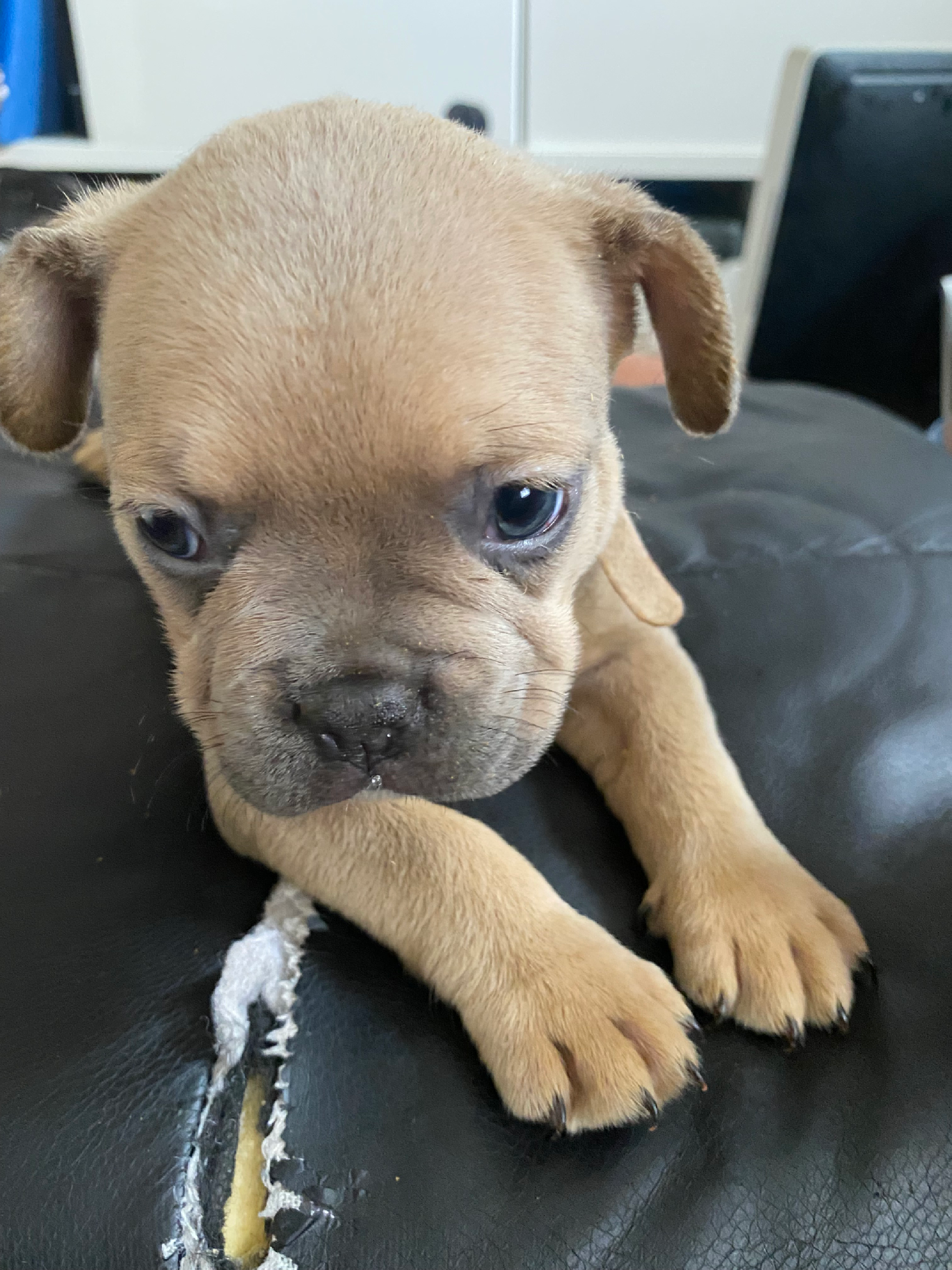 French bulldog puppies