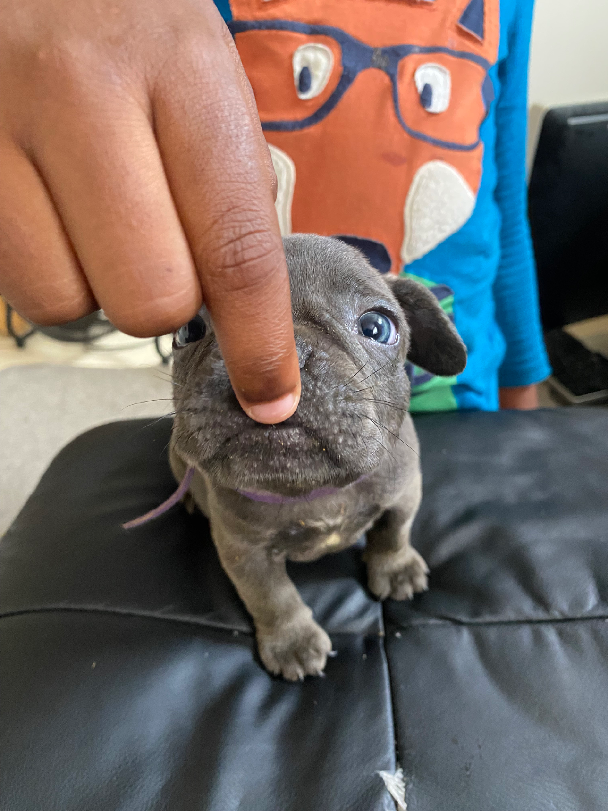 French bulldog puppies 