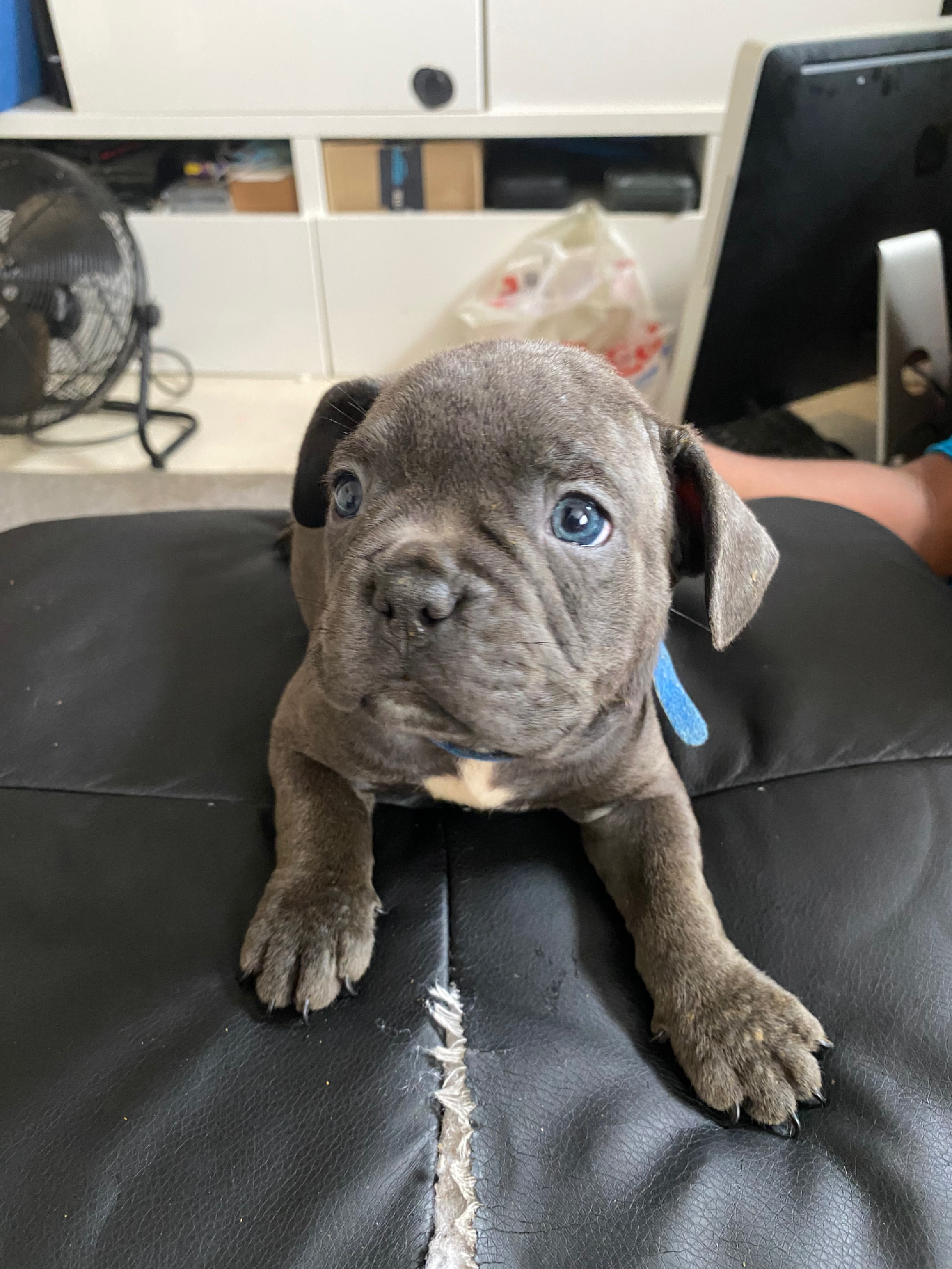 French bulldog puppies for sale 