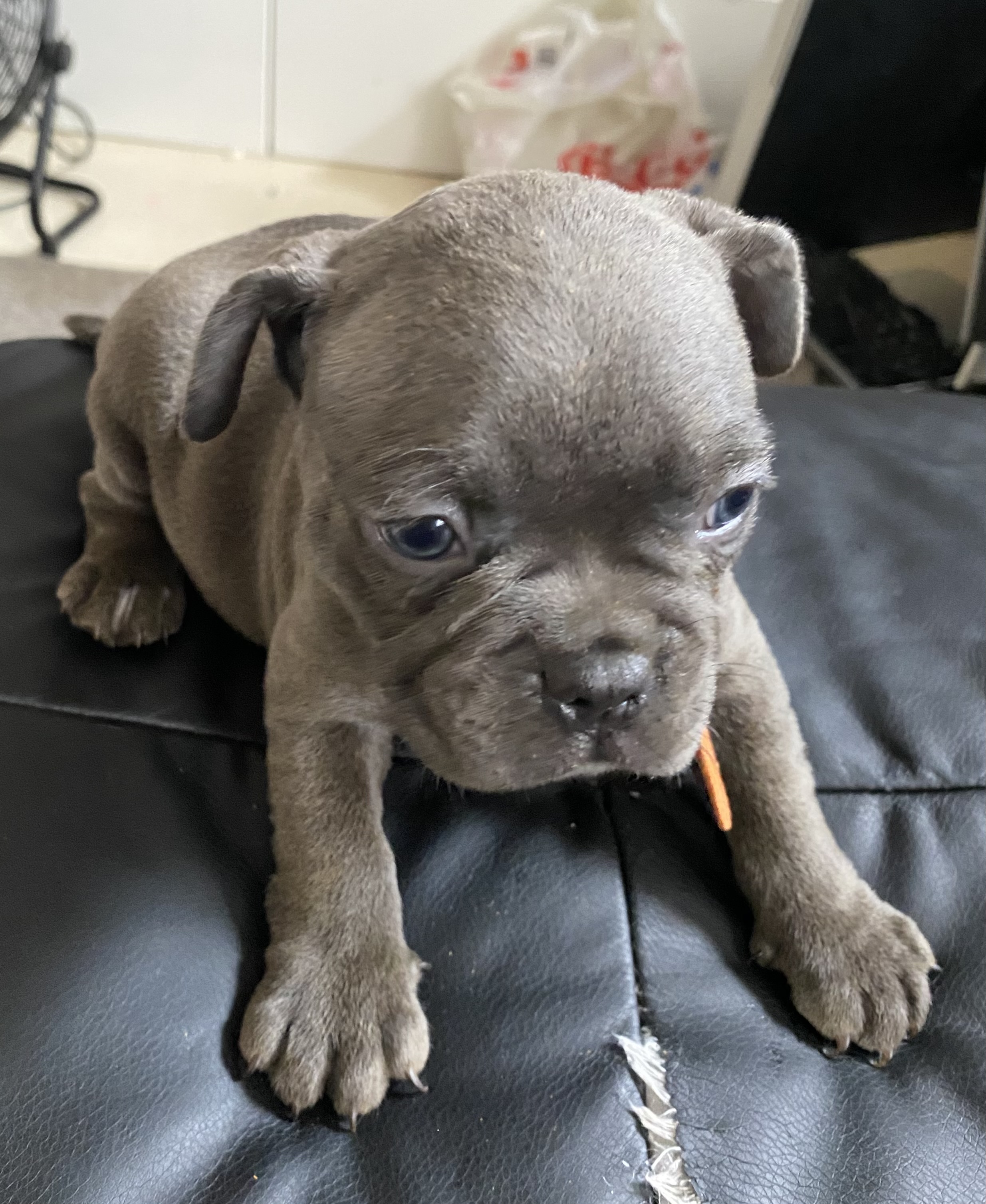 French bulldog puppies 