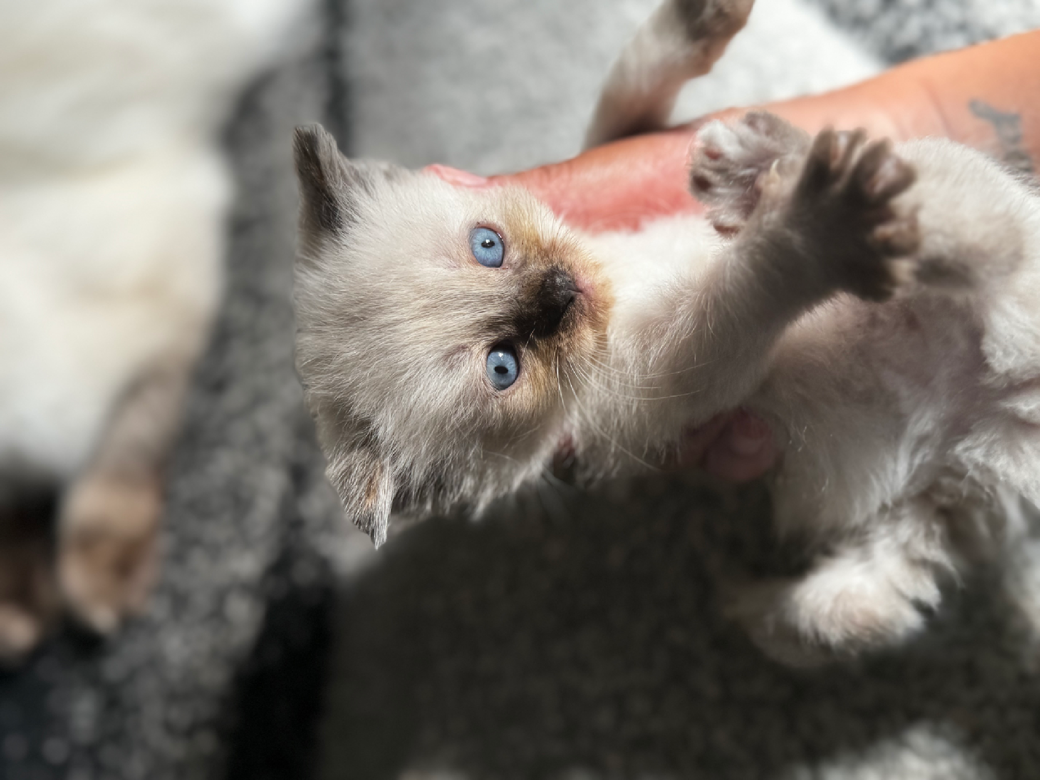 Fluffy ragdoll kittens💕