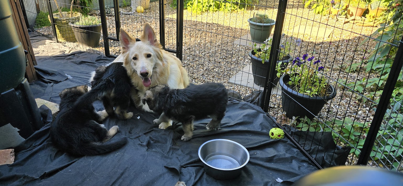 5 KC Registered German Shepherd puppies.