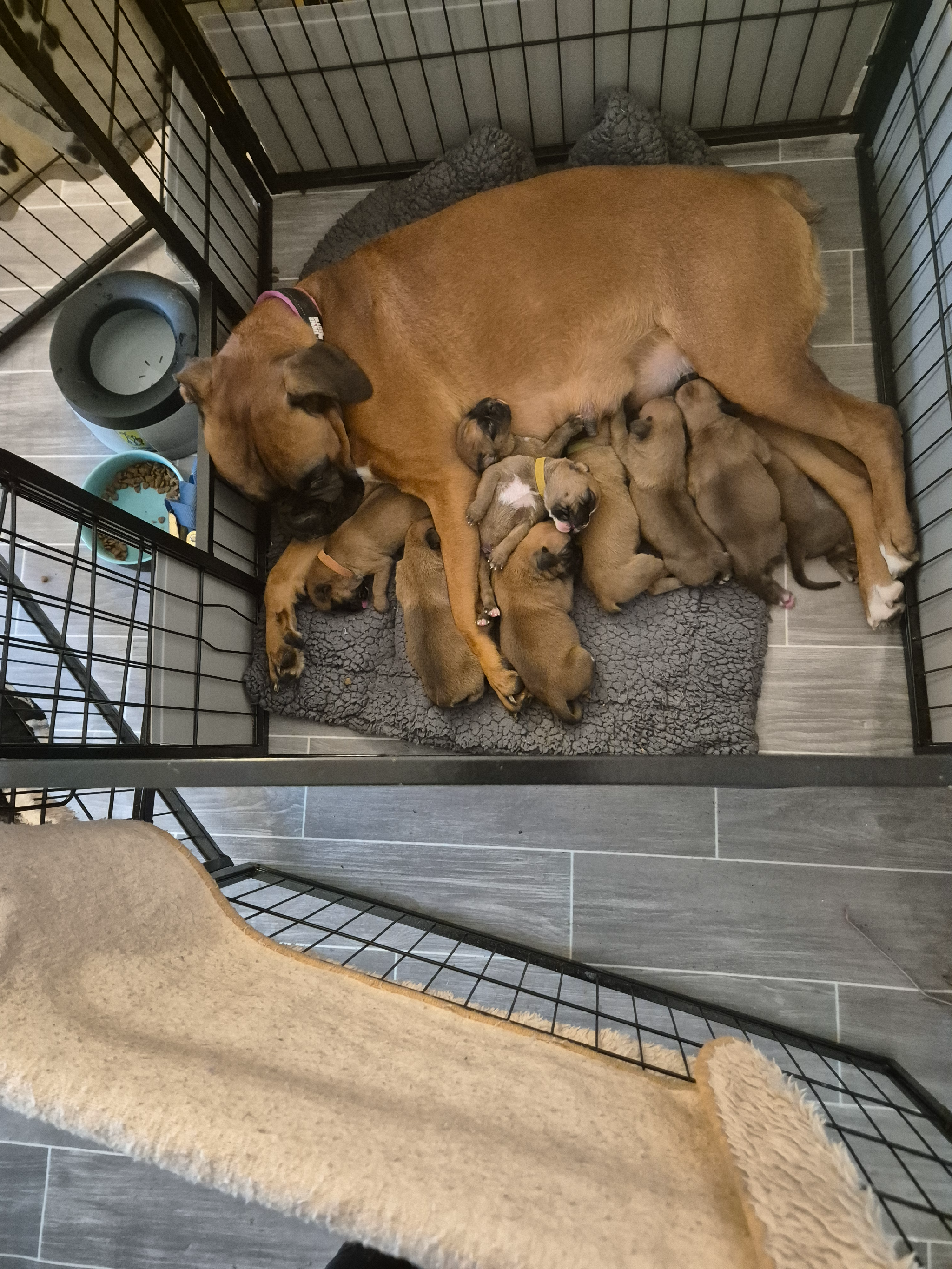 Kc reg red bobtail & longtail boxer pups