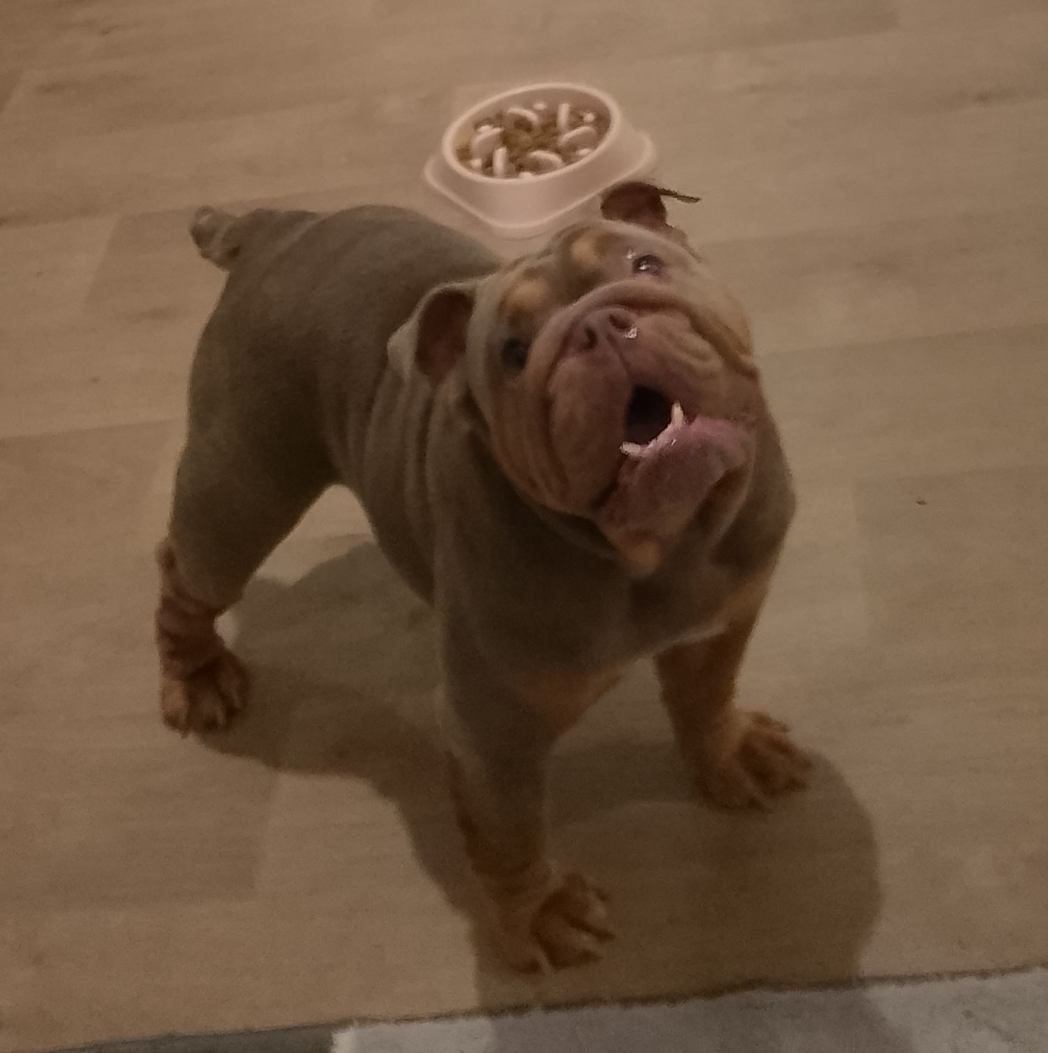 2 year old British bulldog