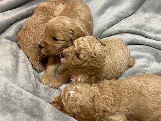 CAPTIVATING F1b CAVAPOO PUPPIES - SOLD - NEXT LITTER DUE EARLY DECEMBER