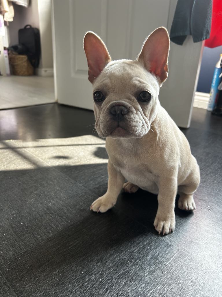 French Bulldog puppies 