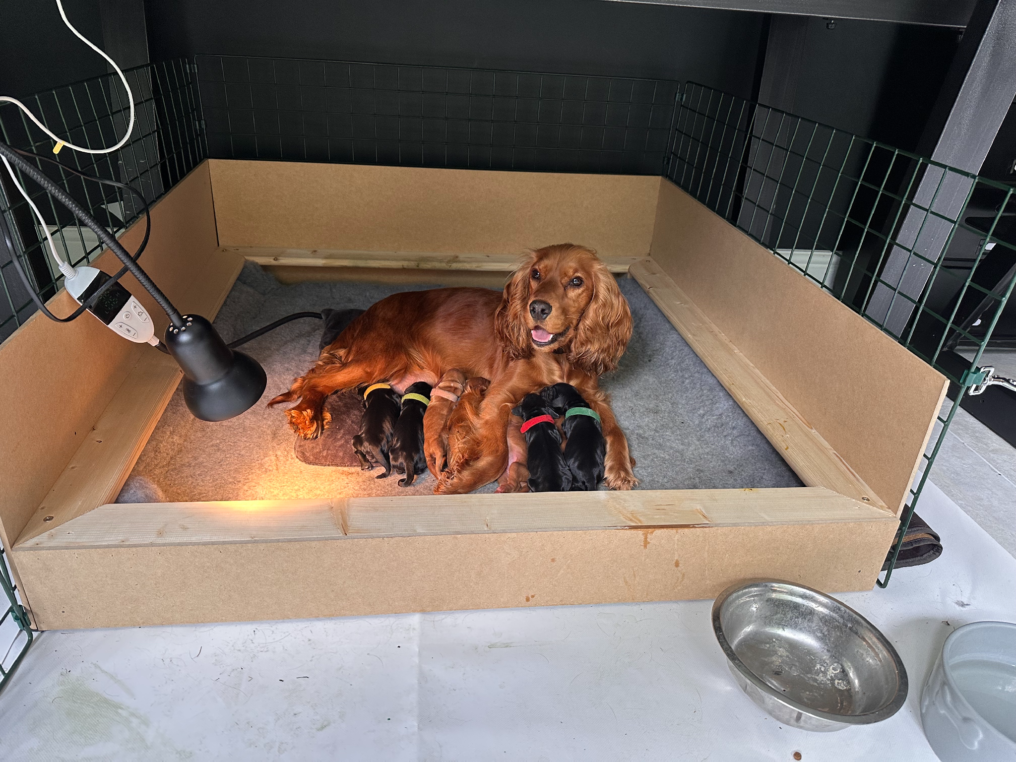 9 cocker spaniel puppies