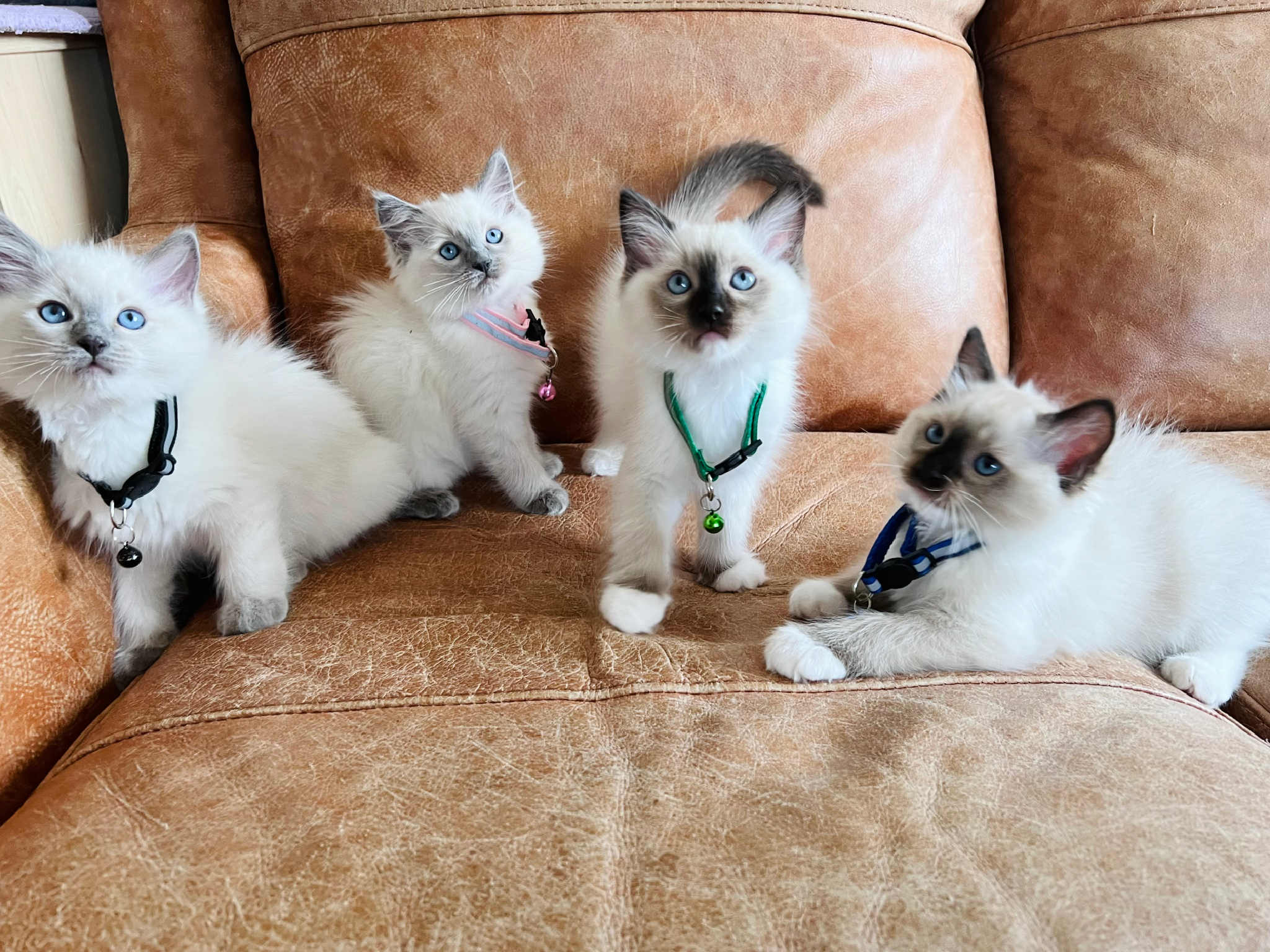 Silky champion line ragdoll kittens 