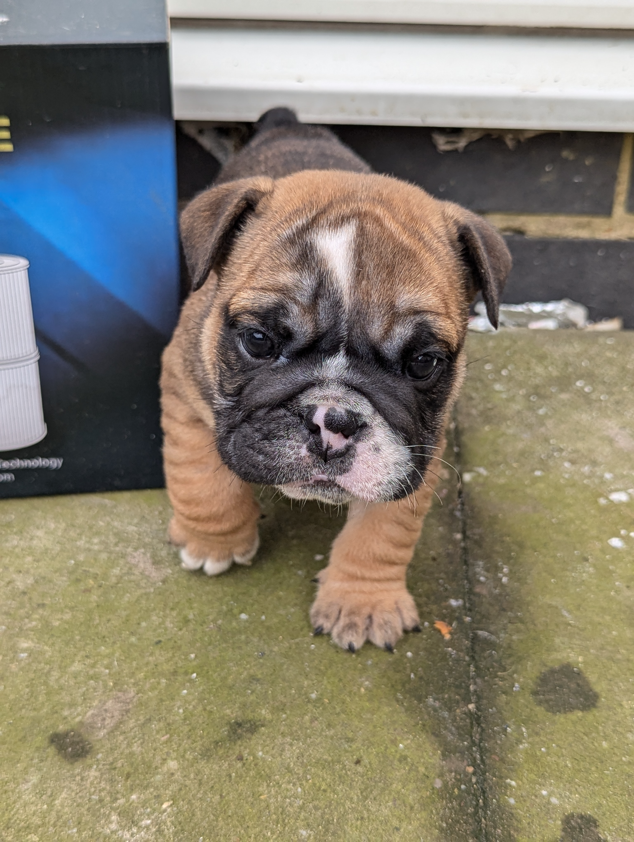 English Bulldog puppies 