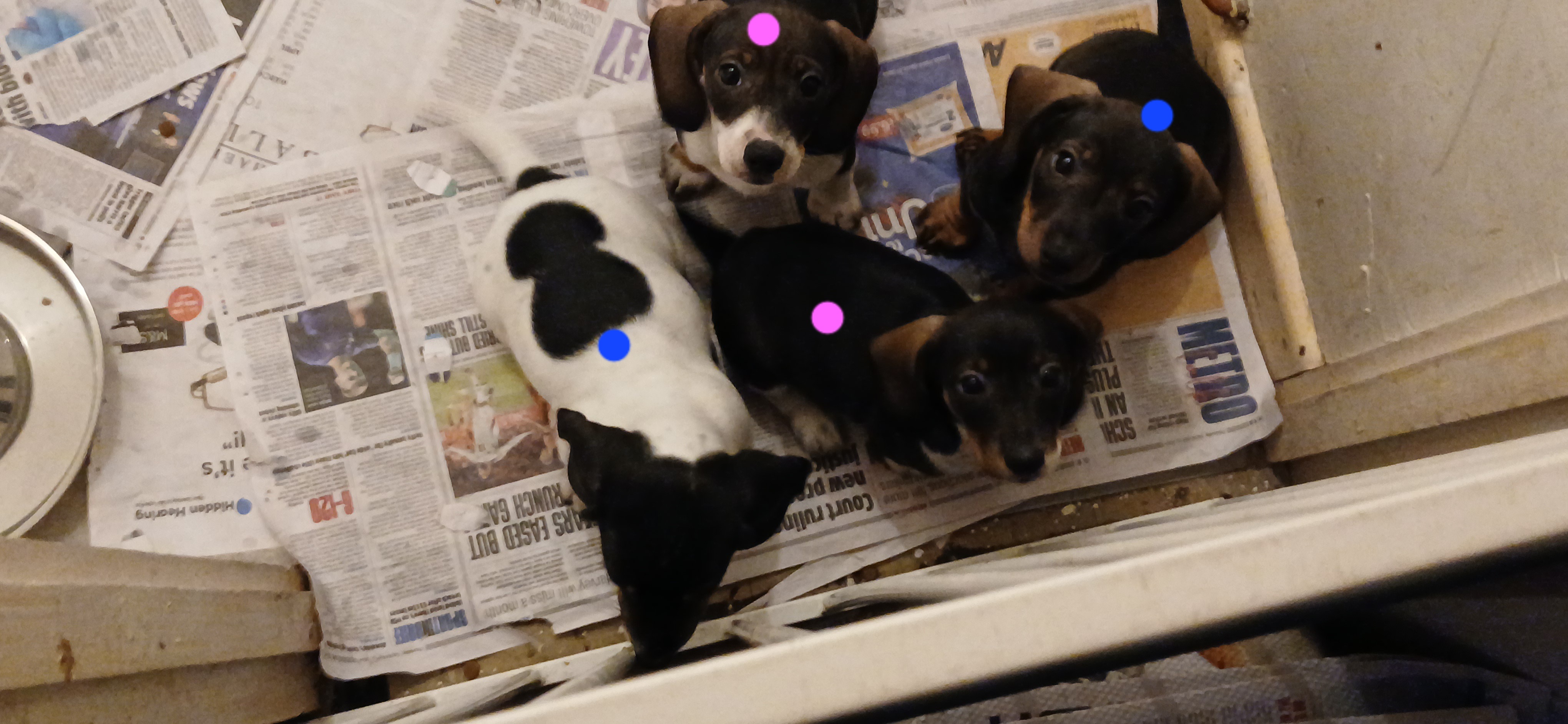 Dachshund Puppy's 5x left