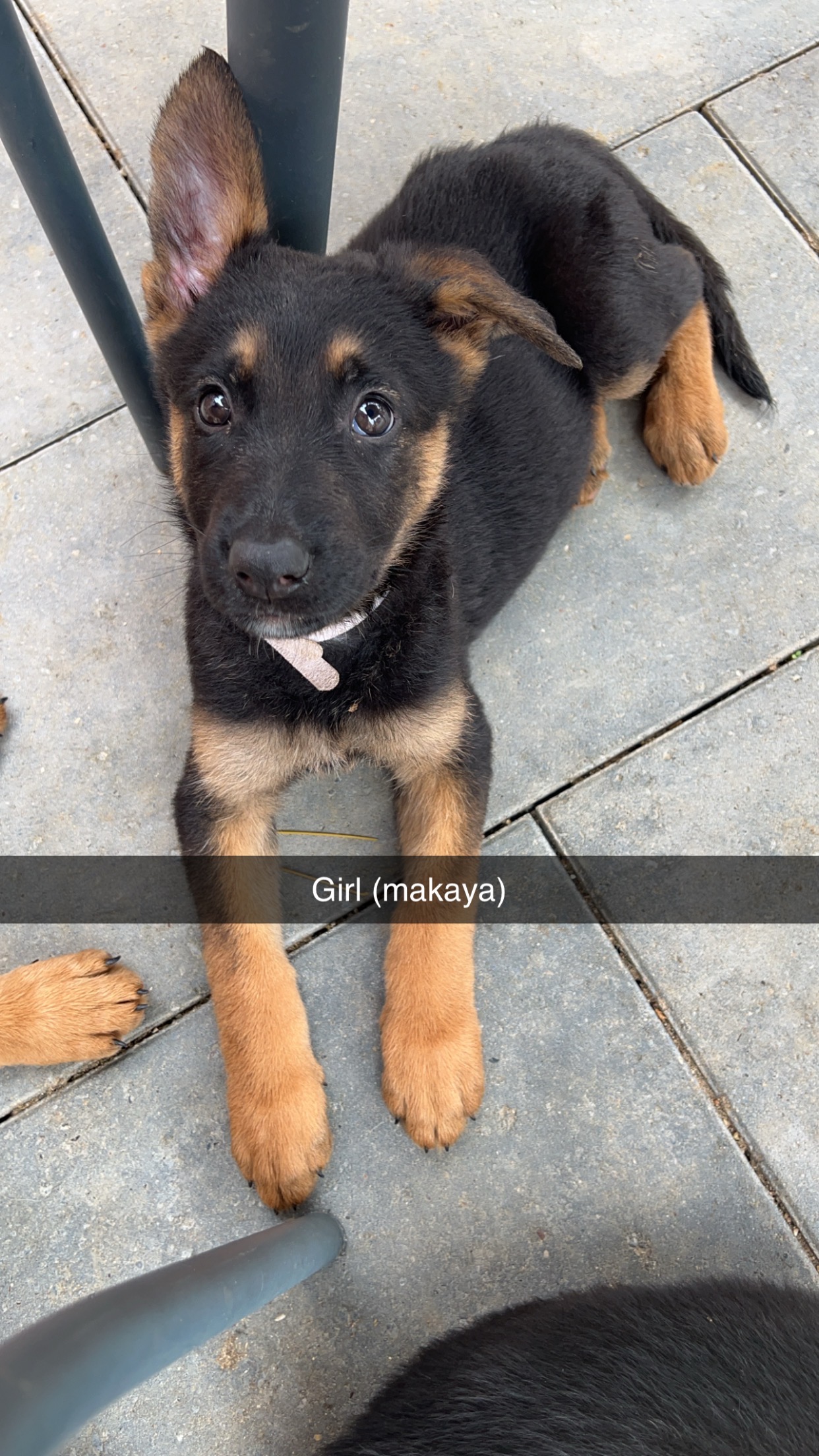 Gorgeous GSD x Chinese red dogs pups need homes