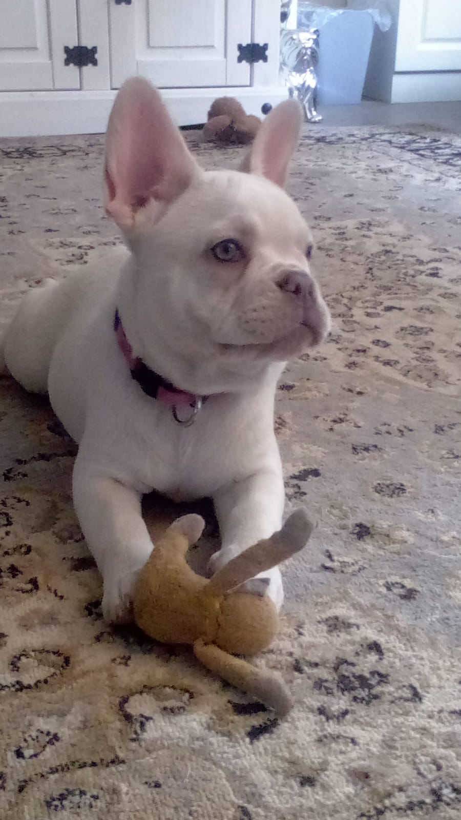 Beautiful platinum female french bulldog 