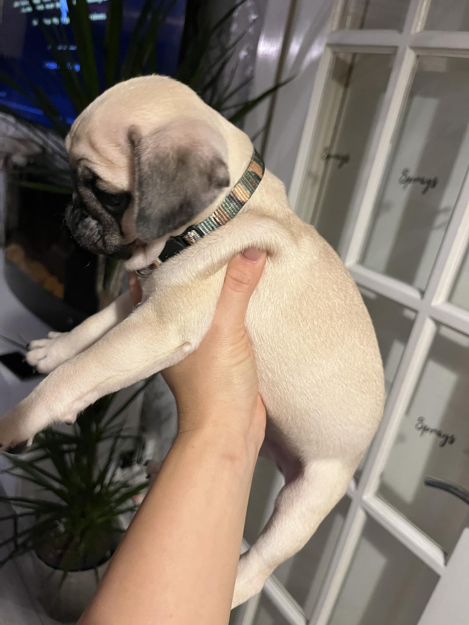 Pug,male