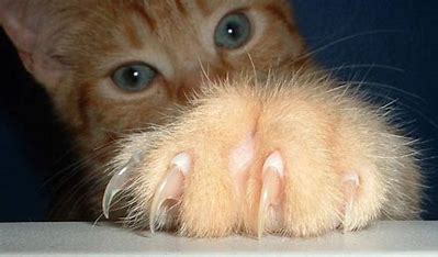 cat declawing