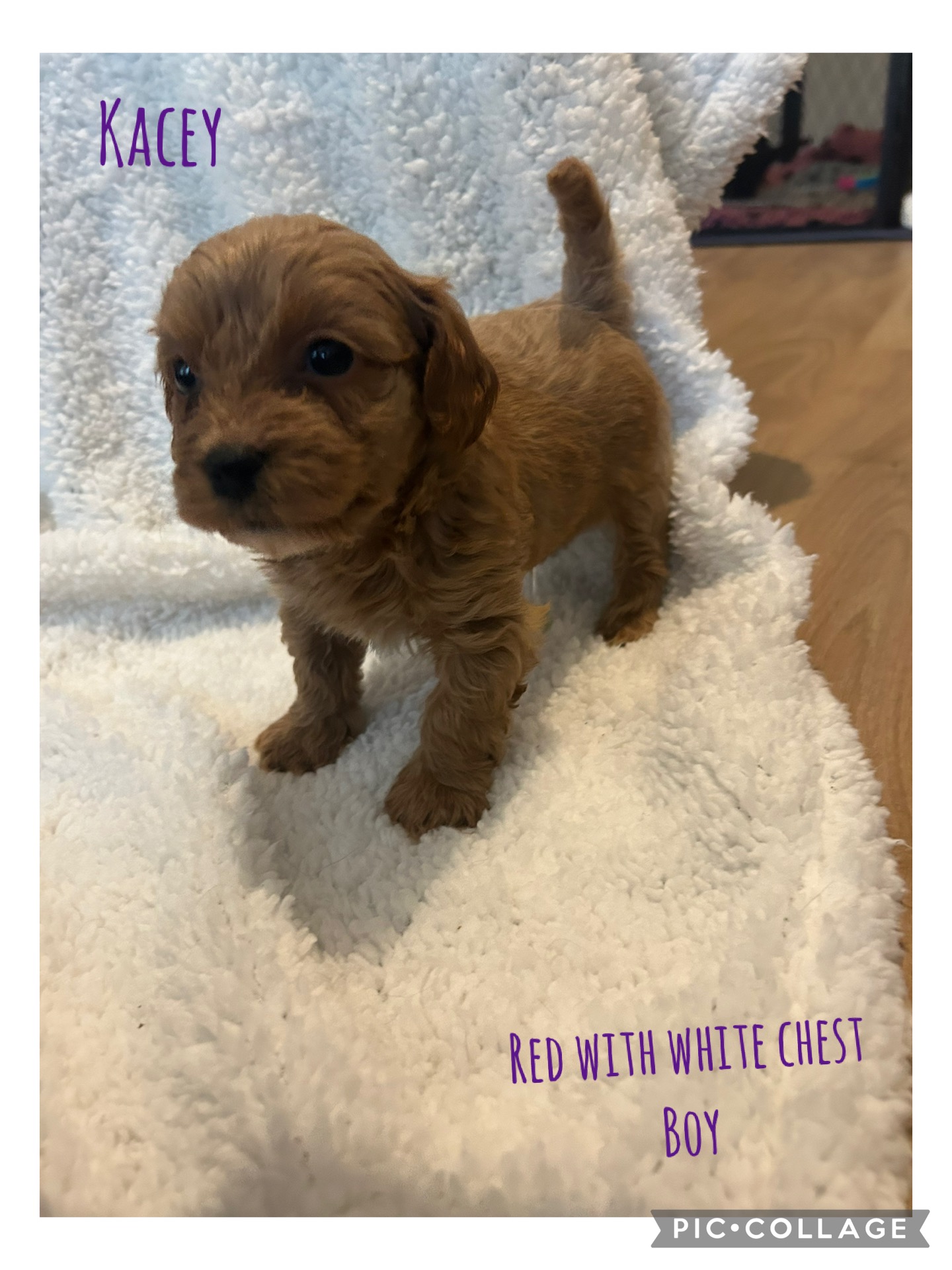 F1 cavapoo puppies for sale 