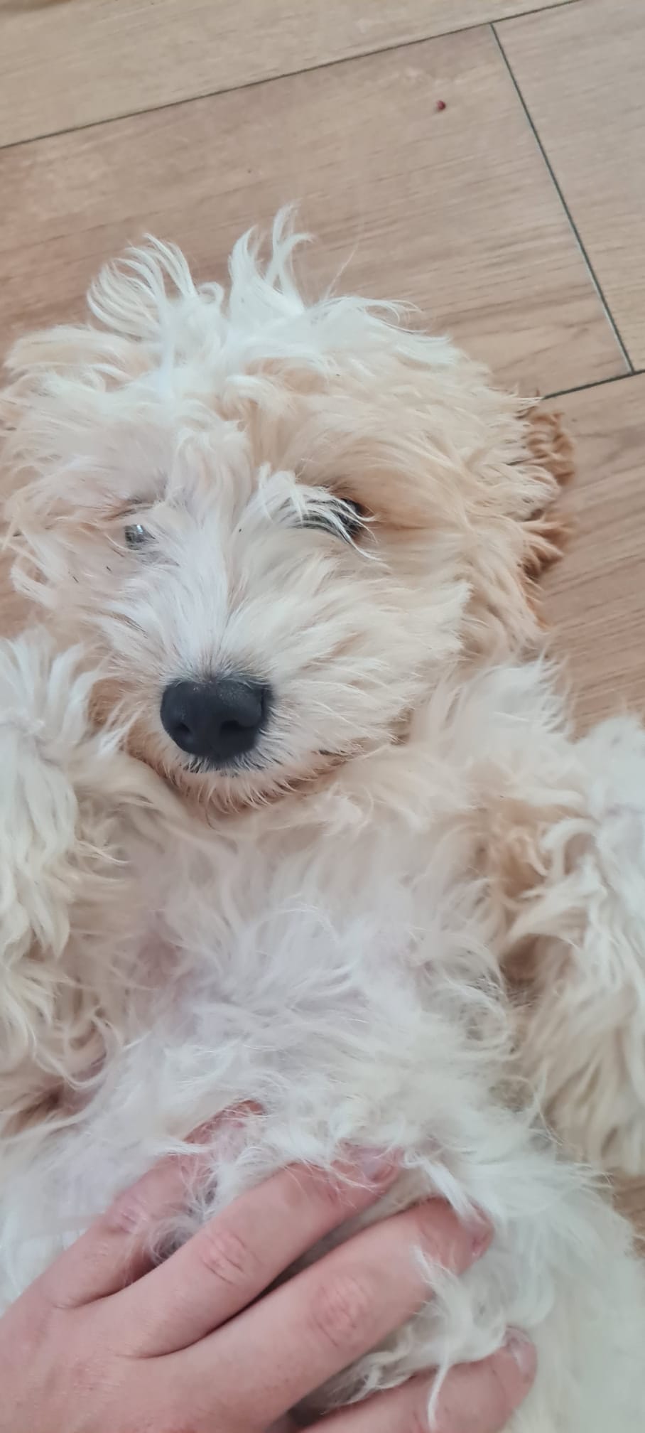 15 Week old cockapoo for sale READ DESCRIPTION 