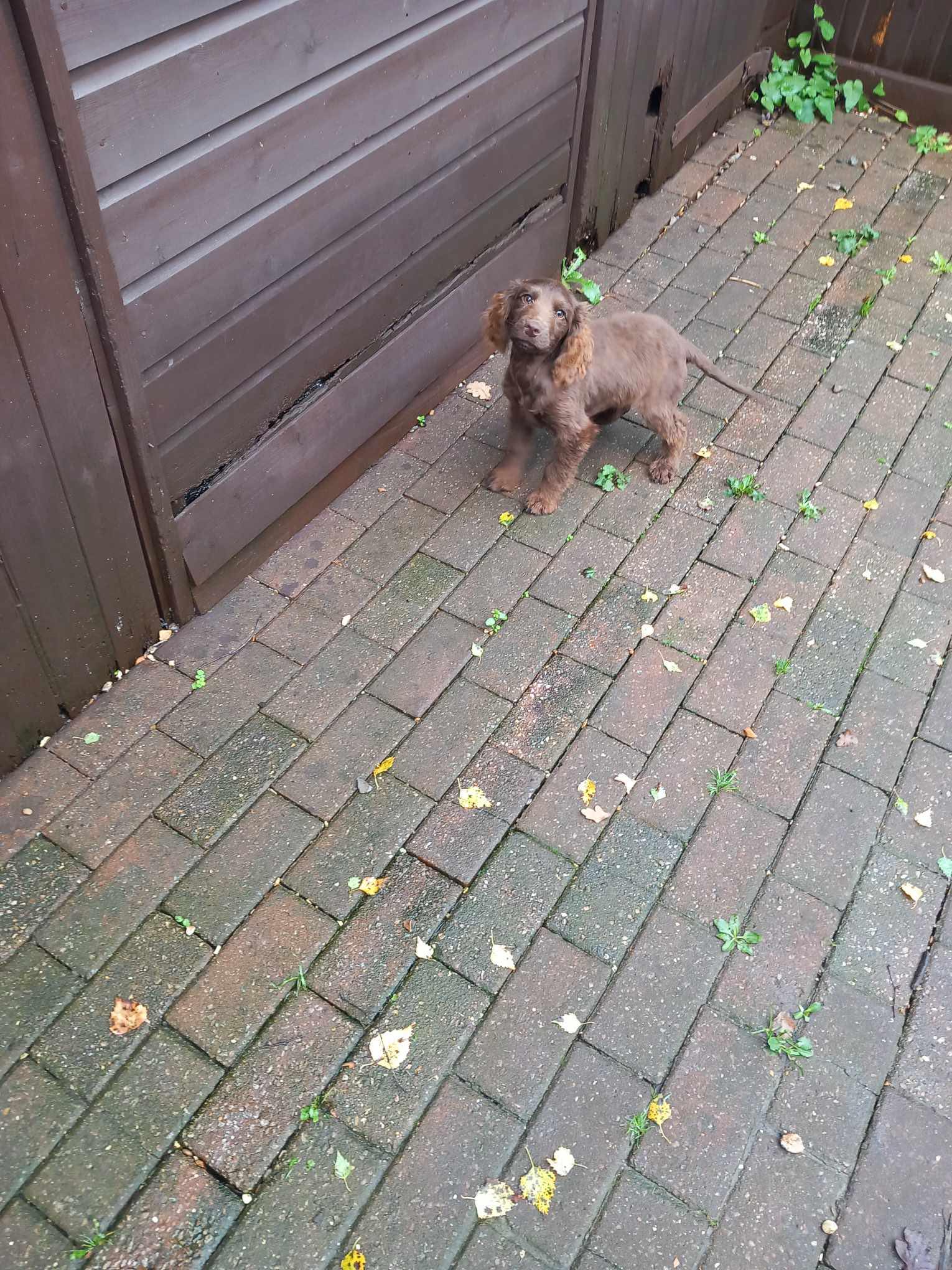 Beautiful 3 month old boy cocker spaniel 