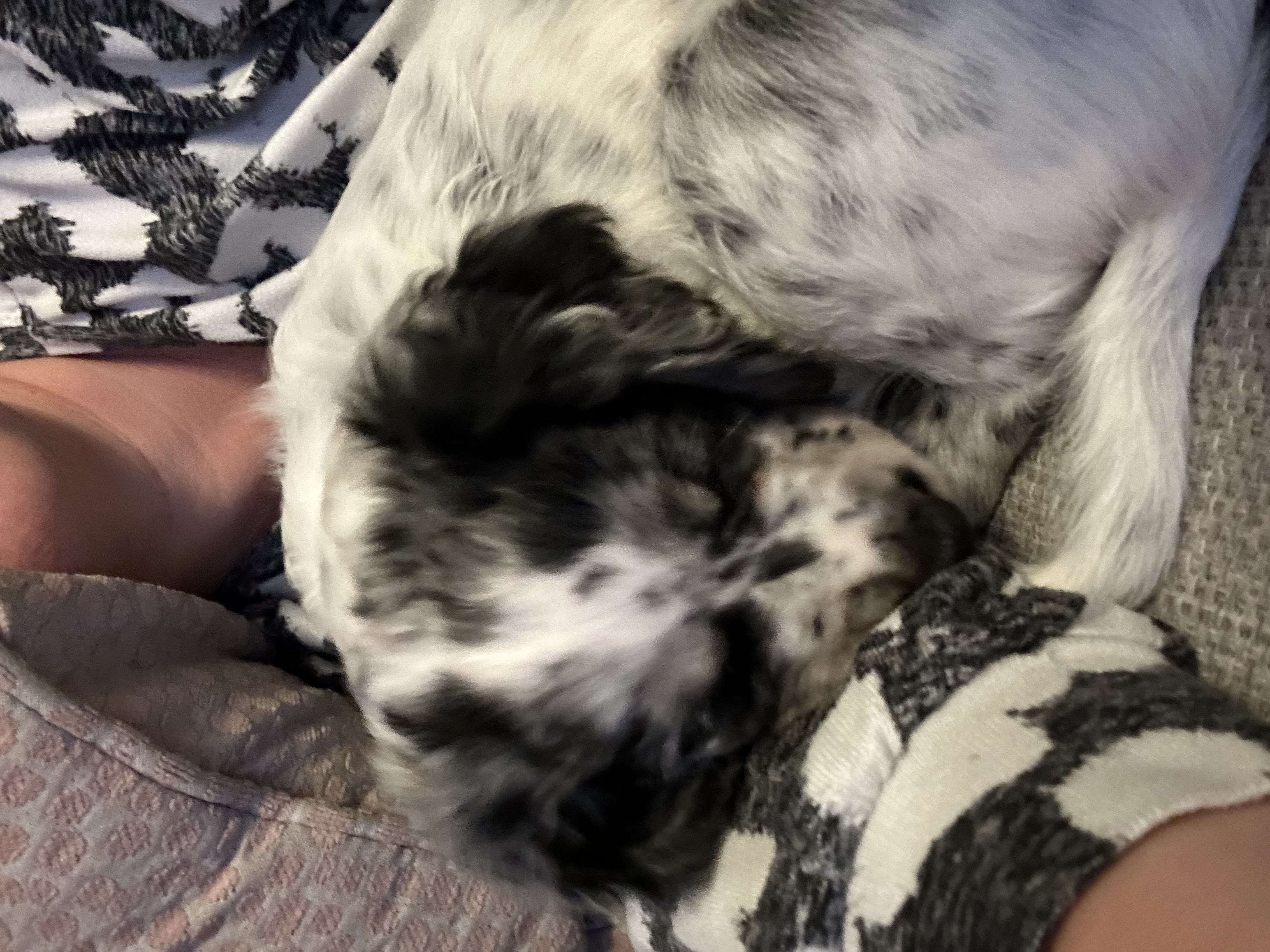 Girl working cocker spaniel