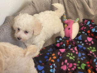 CAPTIVATING, CUTE AND CUDDLY  SHIHPOOCHON PUPPIES - SOLD - NEXT LITTER DUE EARLY DECEMBER