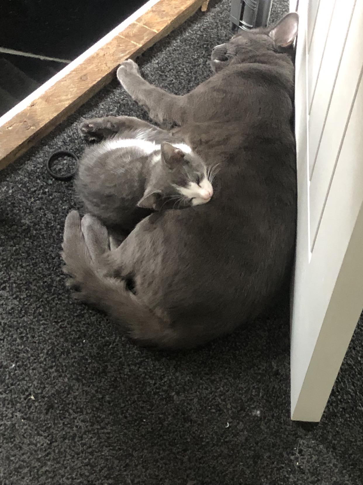 British Blue X Main Coone Kittens for sale