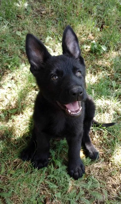 German Shorthair Utility Shepherd