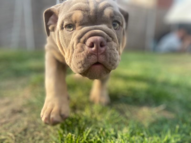 Beautiful English Bulldog