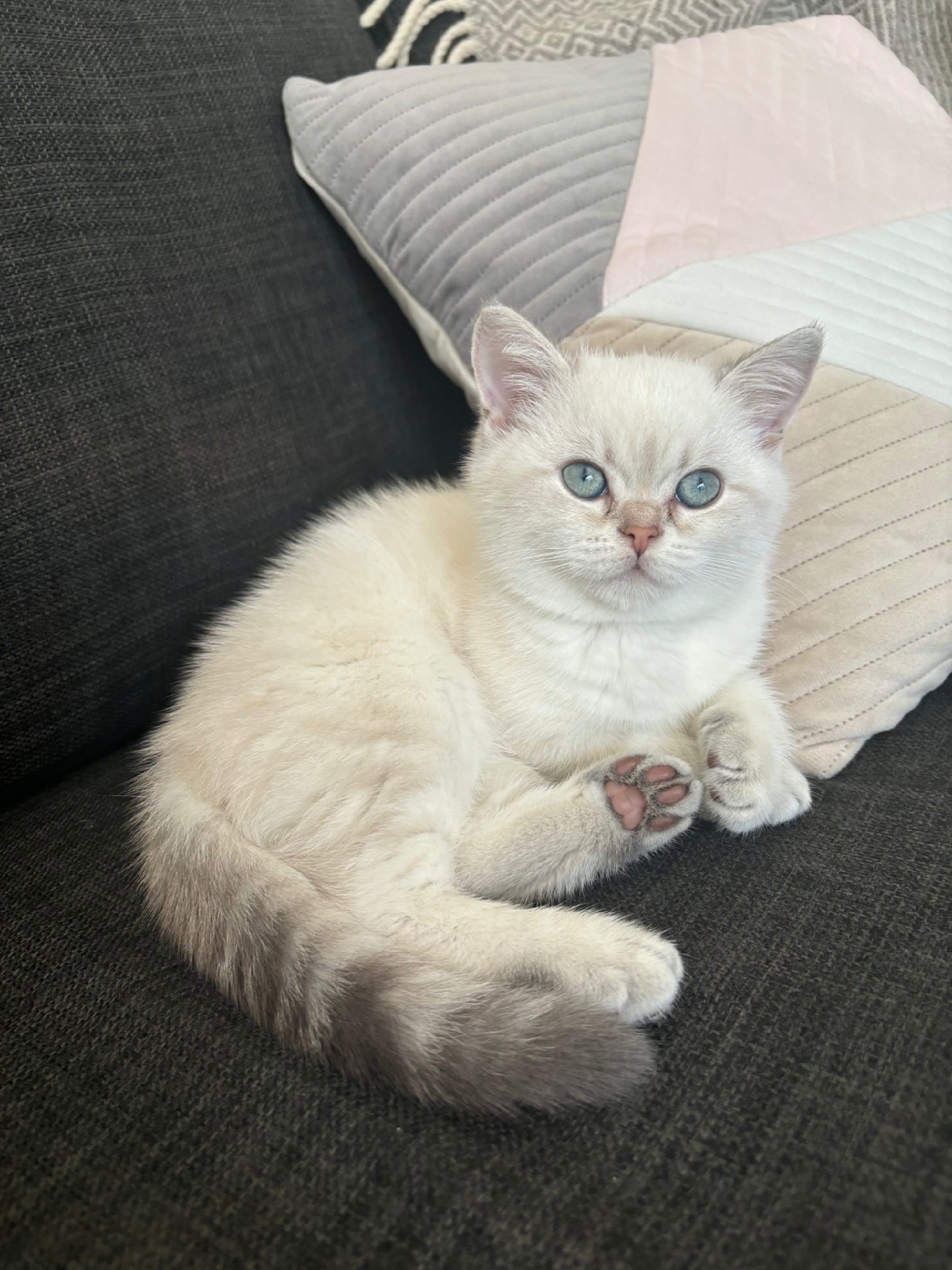 Show-class blue ayes British shorthair girl