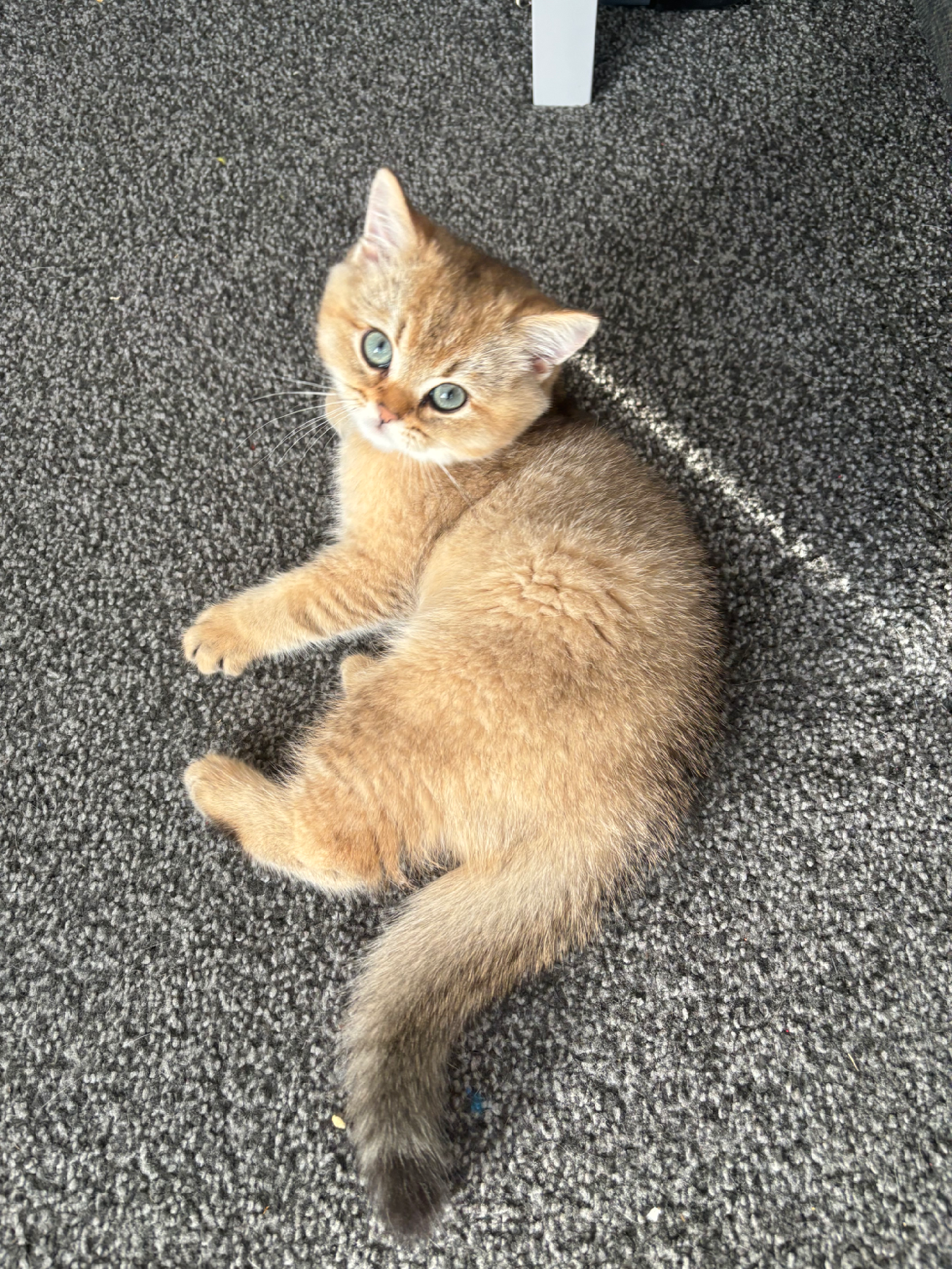 Golden British shorthair boy 