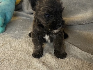 WAUZER PUPPIES -HYPOALLERGENIC MINIATURE SCHNAUZER X WESTIE 