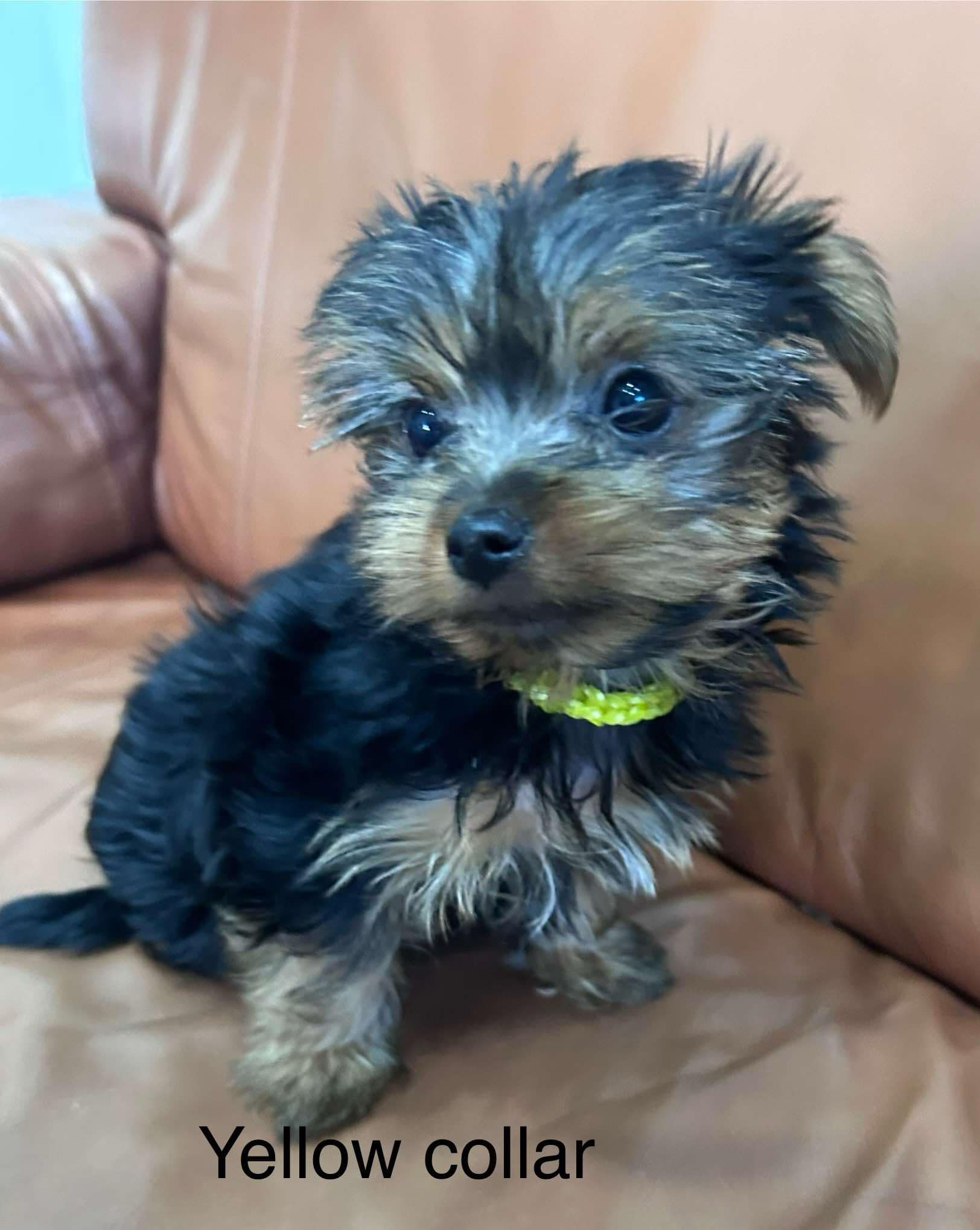 Mini yorkshire terrier 