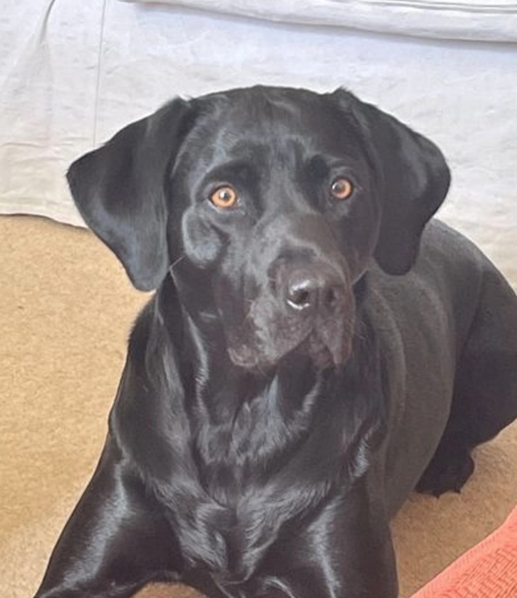 Lovely Labrador puppies for sale 