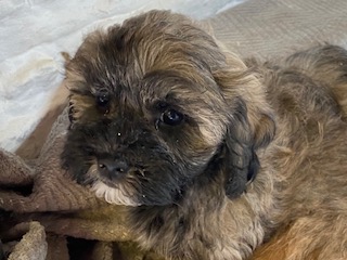 ABSOLUTELY ADORABLE SHIHPOOCHON PUPPIES  -  HYPOALLERGENIC - SOLD - NEXT LITTER DUE EARLY DECEMBER