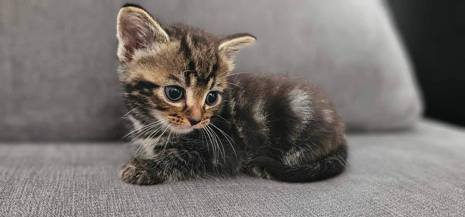 Tabby kitten