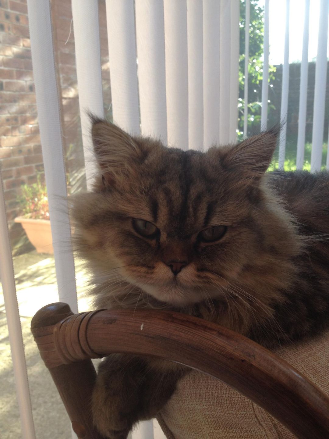 Pedigree Chinchilla Persian