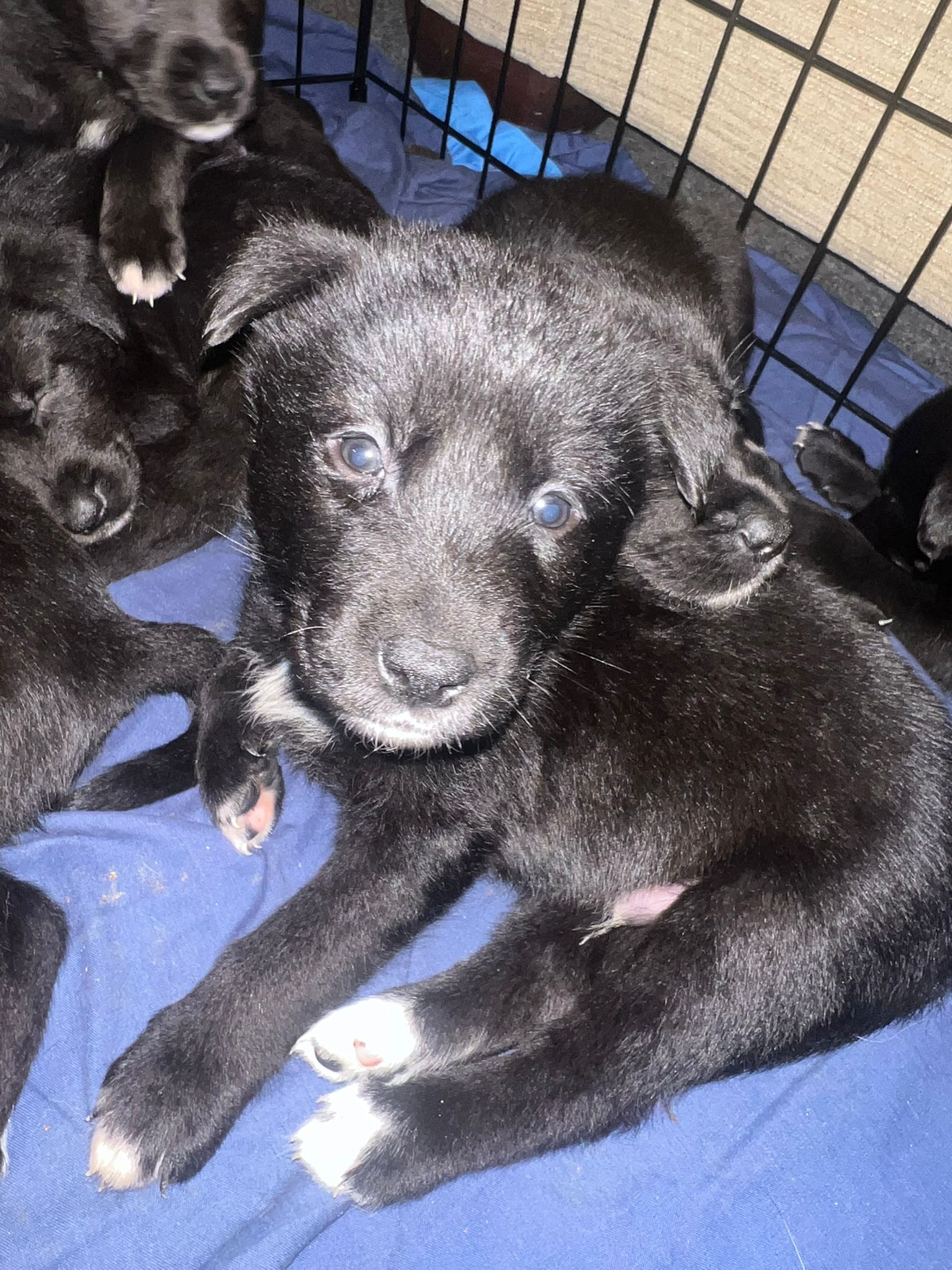 Adorable Puppies Looking for Their Forever Homes! 🐾