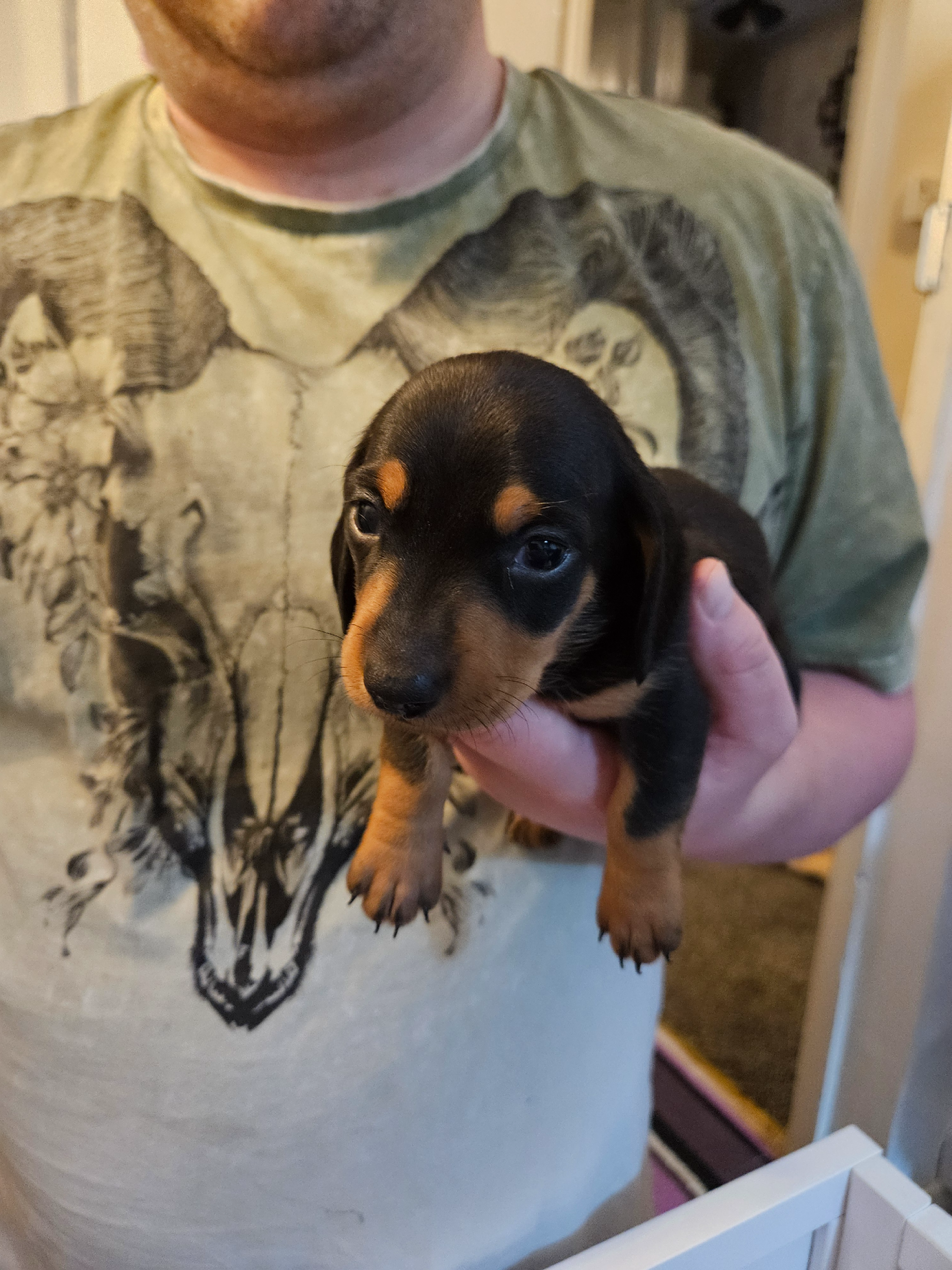 Dachshund Miniature Smooth Haired excellent breeding PRA clear