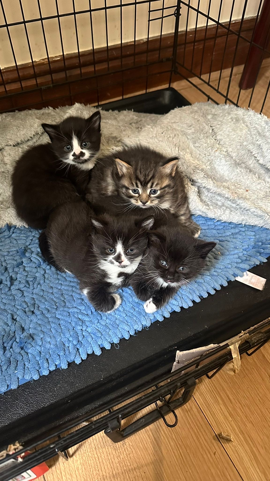 Kittens for sale 