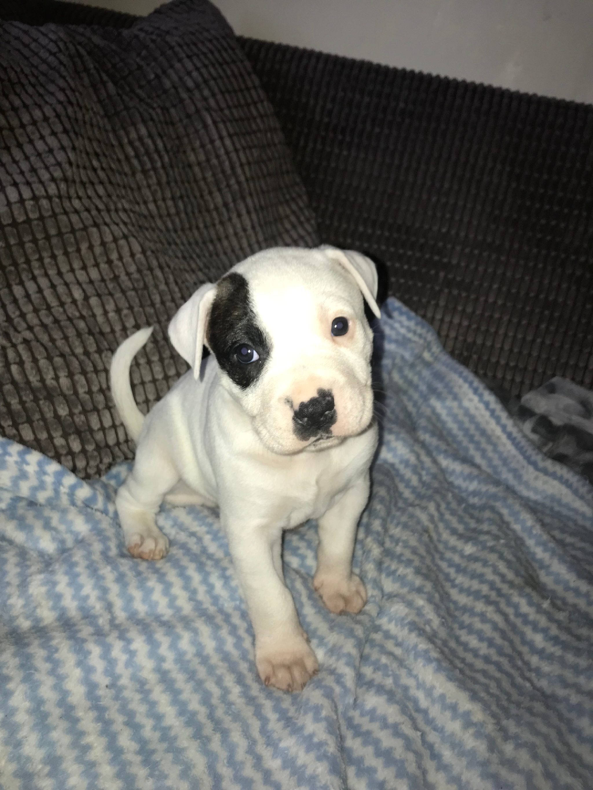 American bulldog 