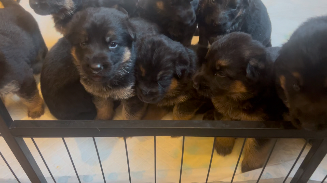 German Shepherd puppies