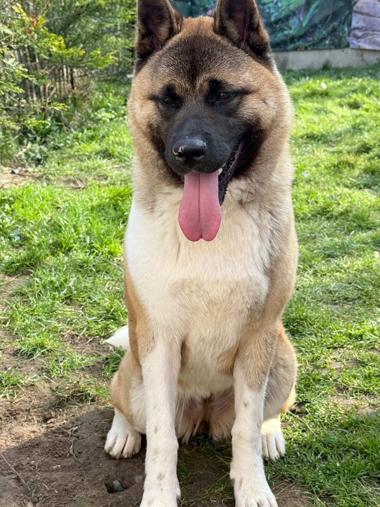 Lovely Akita puppy for sale 