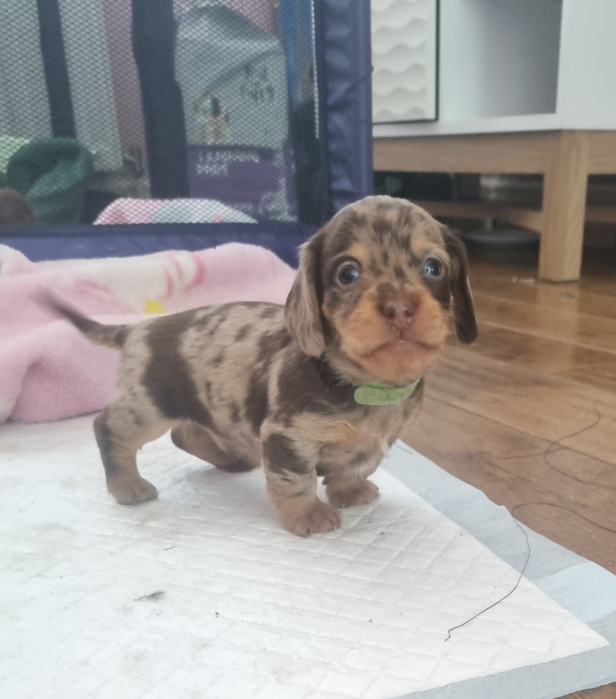 Miniature Dachshund puppies 