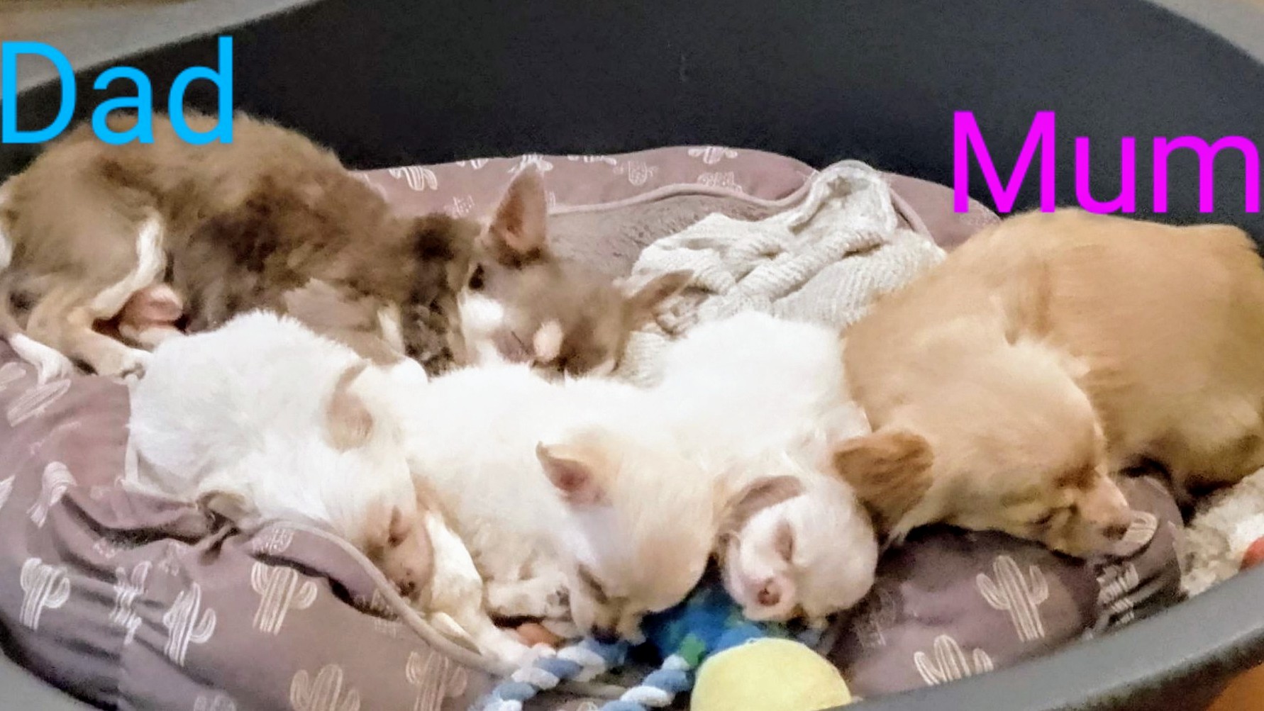 ✨READY KC registered long coat puppies✨ 