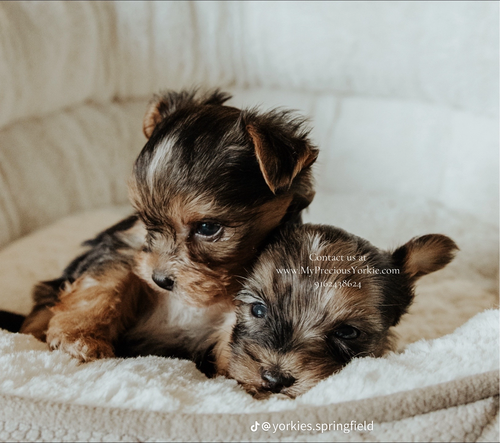 Yorkies